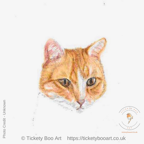More colour on my miniature cat drawn in coloured penci