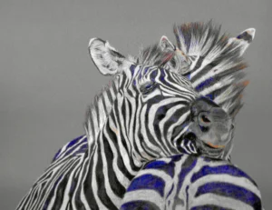 Zebras Drawn In Coloured Pencil