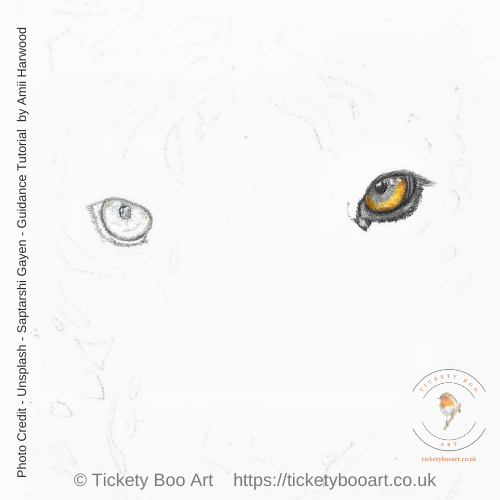 Tiger drawn in coloured pencil