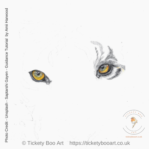 Tiger drawn in coloured pencil