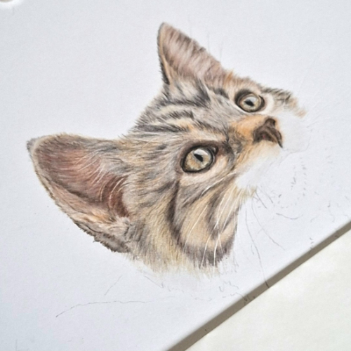 Kitten – WIP